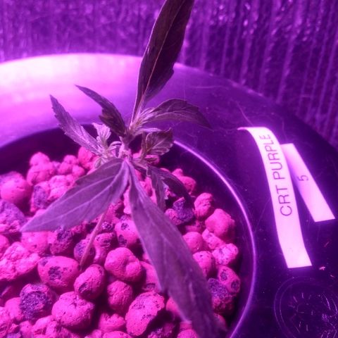 Critical Purple growlog timeline photo