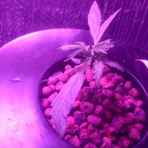 Critical Purple growlog timeline photo