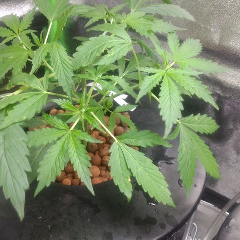 Critical Purple growlog timeline photo
