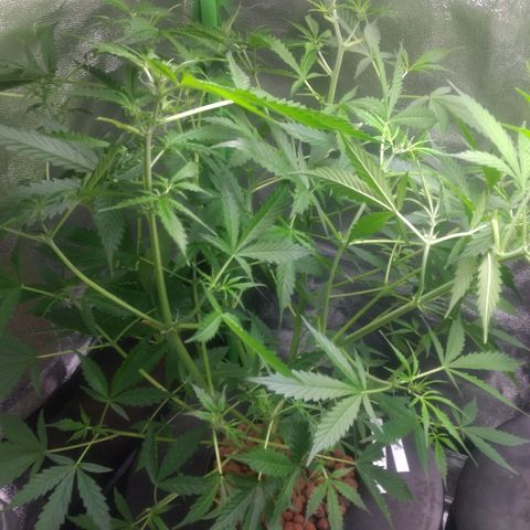 Critical Purple growlog timeline photo