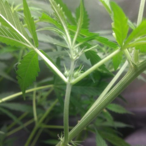 Critical Purple growlog timeline photo