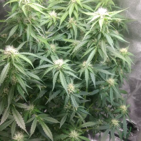 Critical Purple growlog timeline photo