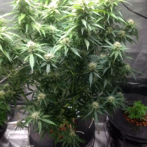 Critical Purple growlog timeline photo