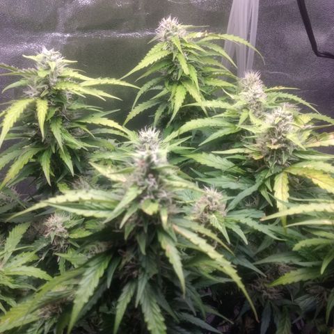 Critical Purple growlog timeline photo