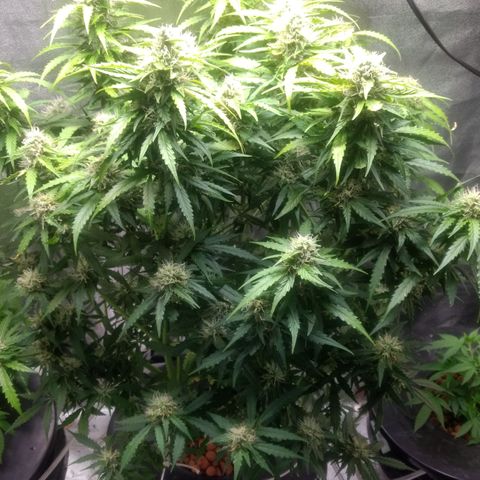 Critical Purple growlog timeline photo