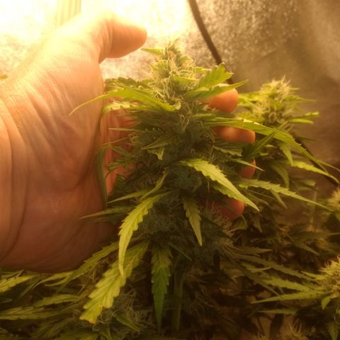 Critical Purple growlog timeline photo