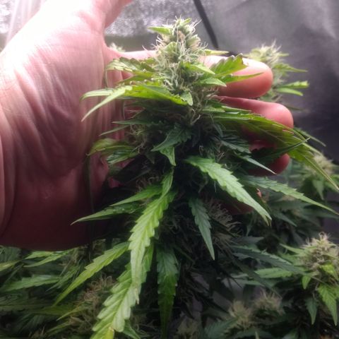 Critical Purple growlog timeline photo