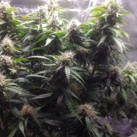 Critical Purple growlog timeline photo