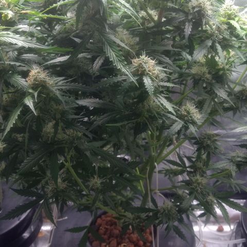 Critical Purple growlog timeline photo