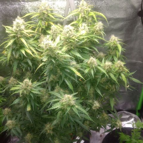 Critical Purple growlog photo: Last day of 18 hours 