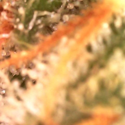 Critical Purple growlog photo: Tricomes still clear. Flushing for 2 days and then new nutes.