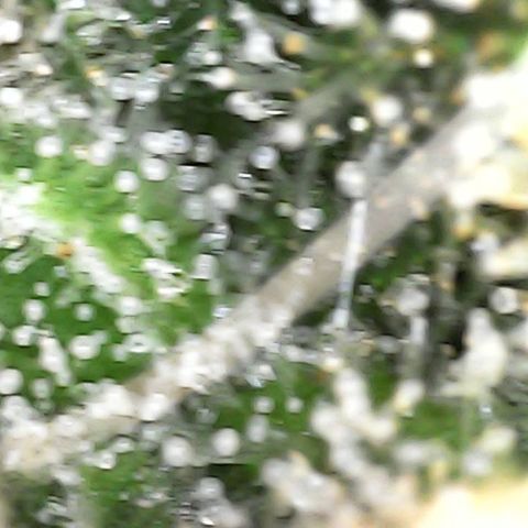 Critical Purple growlog photo: Tricomes still clear. Flushing for 2 days and then new nutes.
