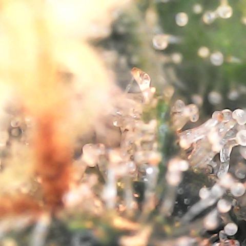 Critical Purple growlog photo: Tricomes still clear. Flushing for 2 days and then new nutes.