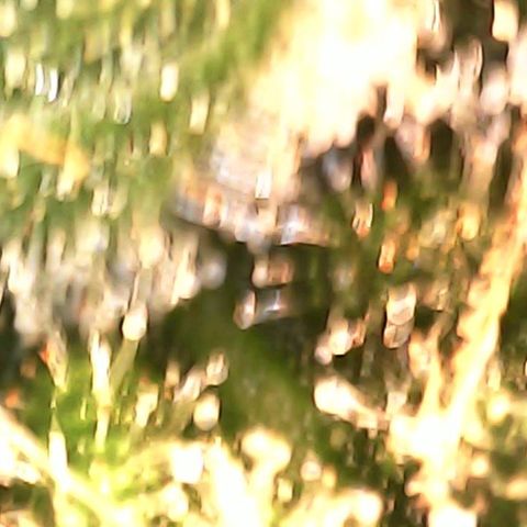 Critical Purple growlog photo: Tricomes still clear. Flushing for 2 days and then new nutes.