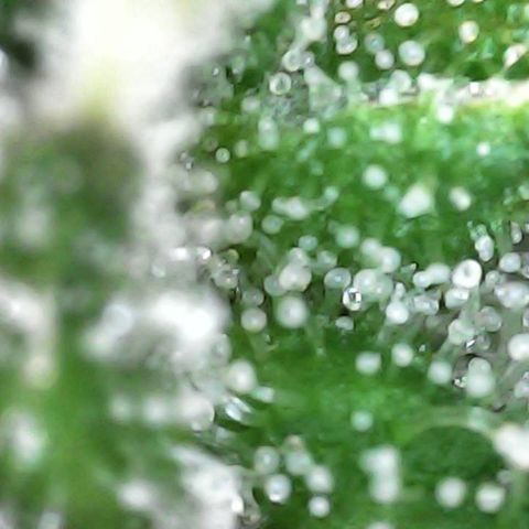 Critical Purple growlog timeline photo