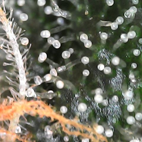 Critical Purple growlog timeline photo