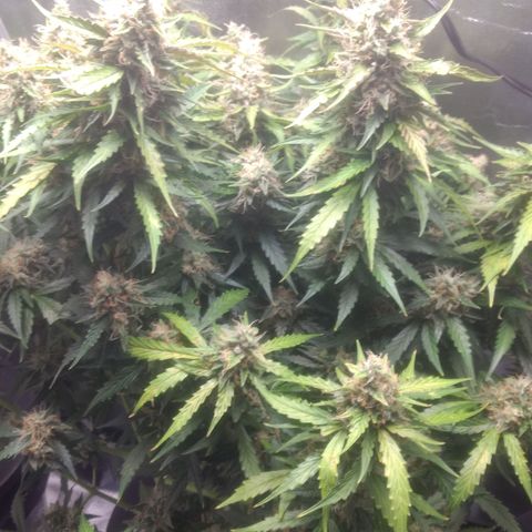 Critical Purple growlog timeline photo