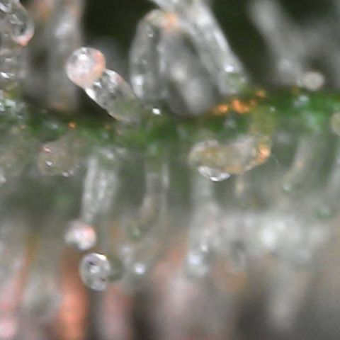 Critical Purple growlog timeline photo
