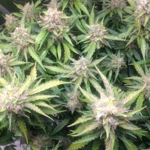 Critical Purple growlog timeline photo