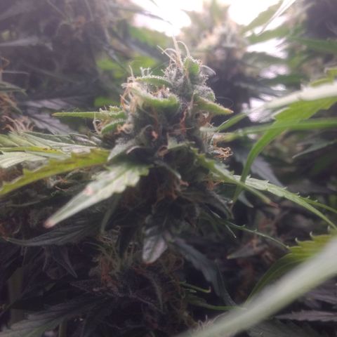 Critical Purple growlog timeline photo