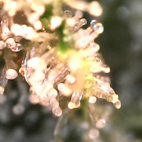 Critical Purple growlog timeline photo