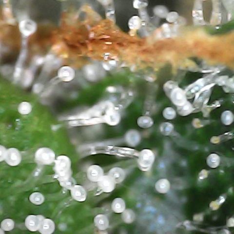 Critical Purple growlog timeline photo