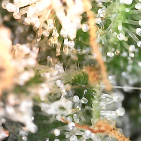Critical Purple growlog timeline photo