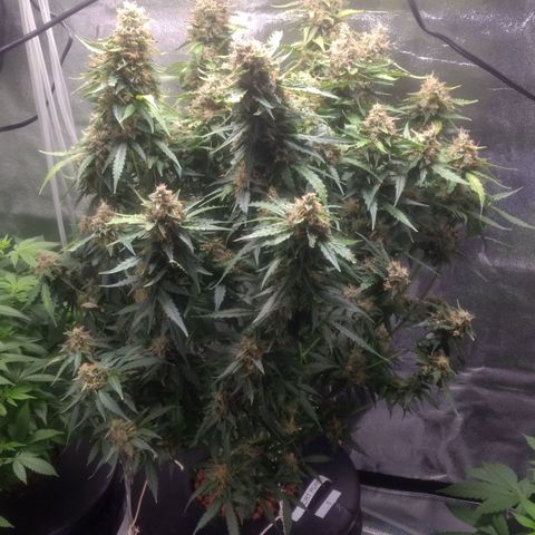Critical Purple growlog timeline photo