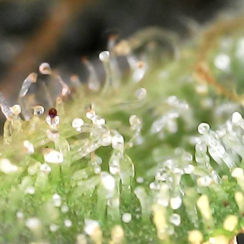Critical Purple growlog photo: She is holding on 