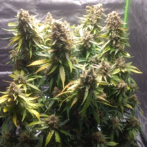 Critical Purple growlog photo: She is holding on 