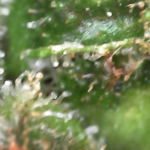 Critical Purple growlog photo: She is holding on 