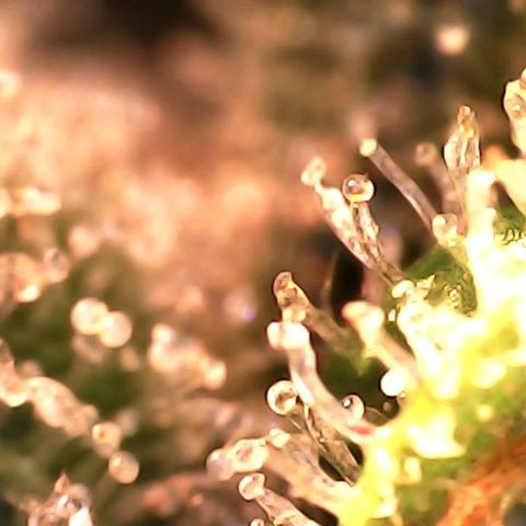 Critical Purple growlog photo: She is holding on 