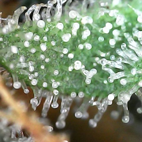 Critical Purple growlog photo: She is holding on 