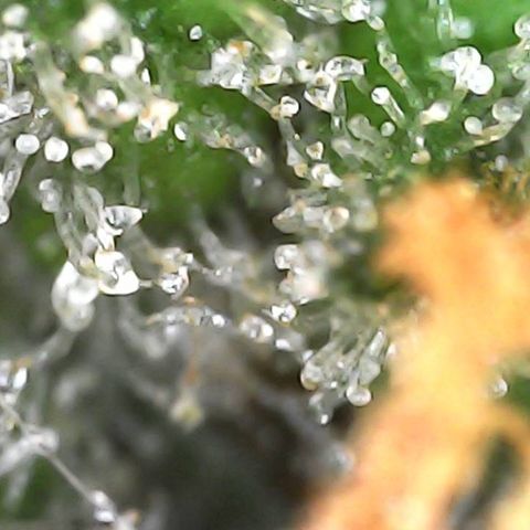 Critical Purple growlog photo: She is holding on 