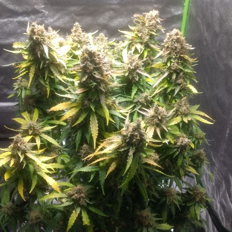 Critical Purple growlog timeline photo