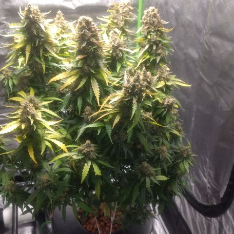 Critical Purple growlog timeline photo