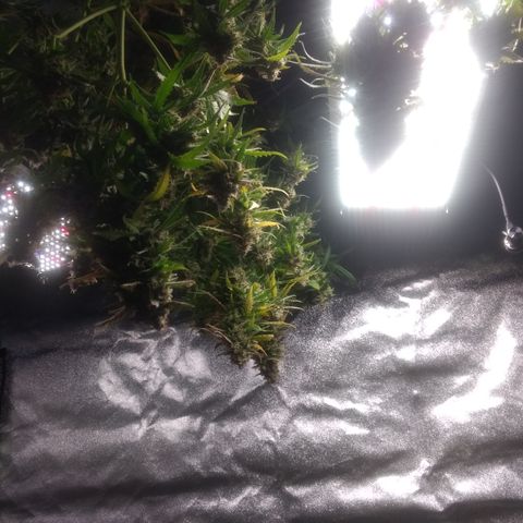 Critical Purple growlog photo: Harvest day.