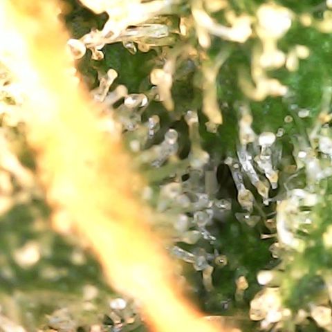 Critical Purple growlog photo: Harvest day.