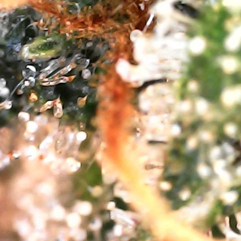 Critical Purple growlog photo: Harvest day.