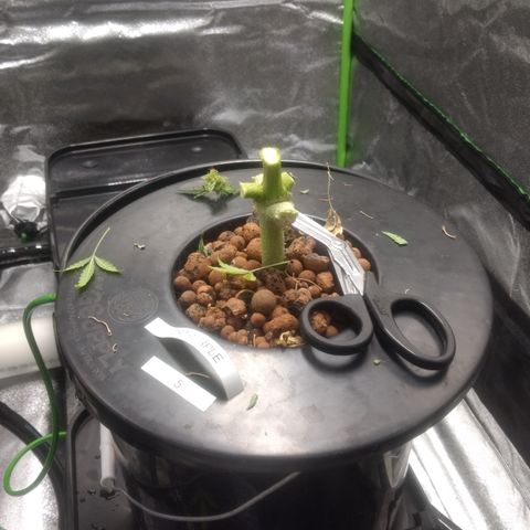 Critical Purple growlog photo: Harvest day.