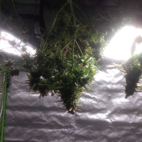 Critical Purple growlog photo: Harvest day.