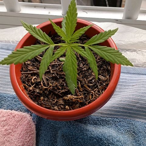 Punto rojo growlog timeline photo