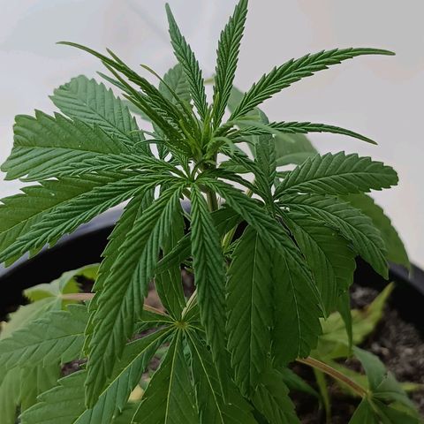 Punto rojo growlog timeline photo