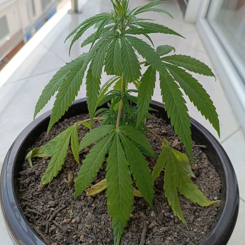 Punto rojo growlog timeline photo