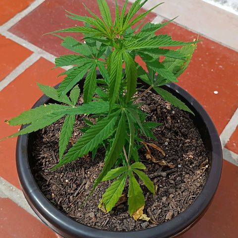 Punto rojo growlog timeline photo