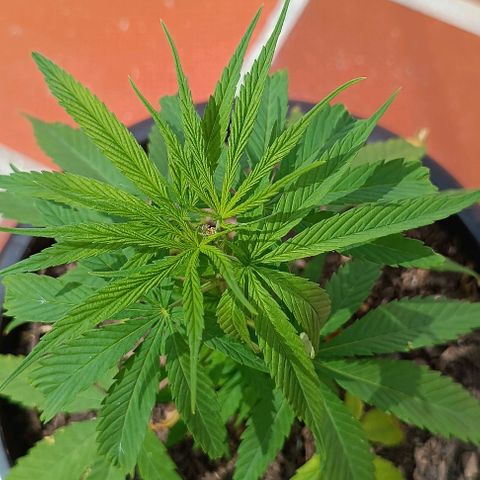 Punto rojo growlog timeline photo