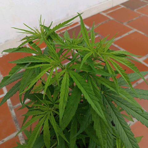 Punto rojo growlog timeline photo