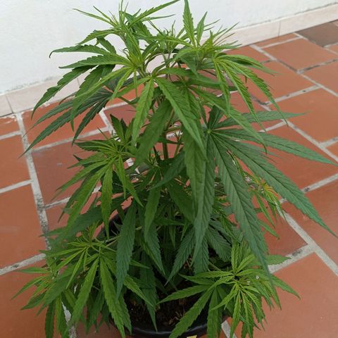 Punto rojo growlog timeline photo