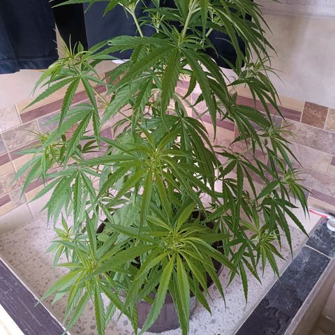 Punto rojo growlog timeline photo