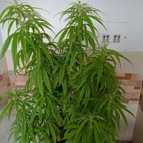 Punto rojo growlog timeline photo